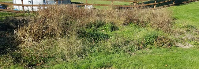 Garden Space Maple Valley